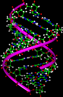 DNA مولکول